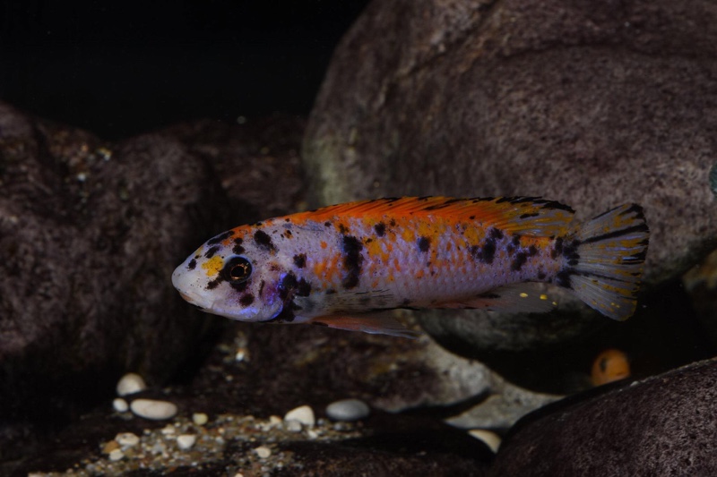Labeotropheus trewavasae 'Mitande Reef (Rocks)'